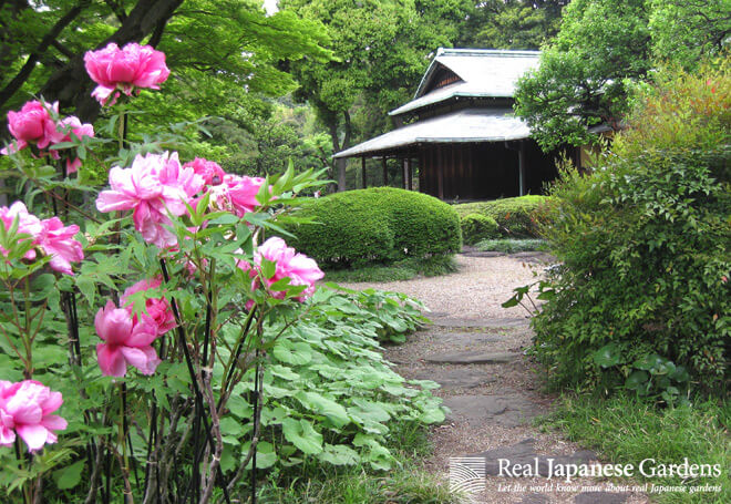 Peony in front of the teahouse.